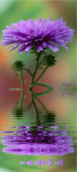 Flowers, Animated Graphics, Animated Gifs, Flores, Water Reflection